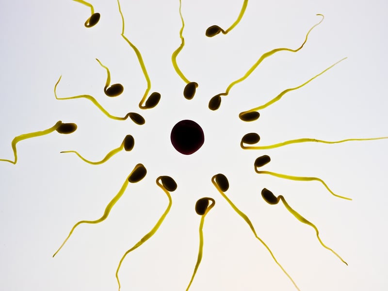 Stem Cell Research